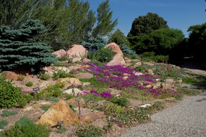 Rock Crevice Garden